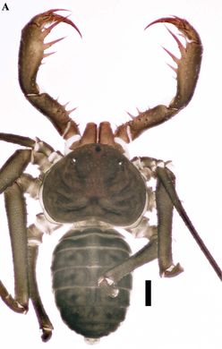 Charinus alagoanus - Weibchen