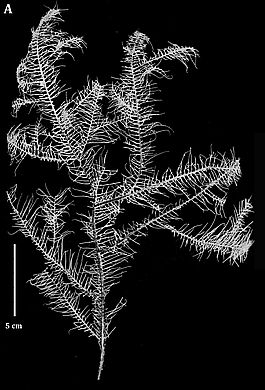 Ameripathes pseudomyriophylla