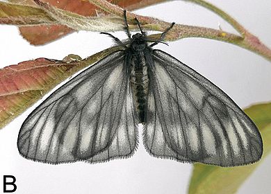 Rondotia melanoleuca - Weibchen