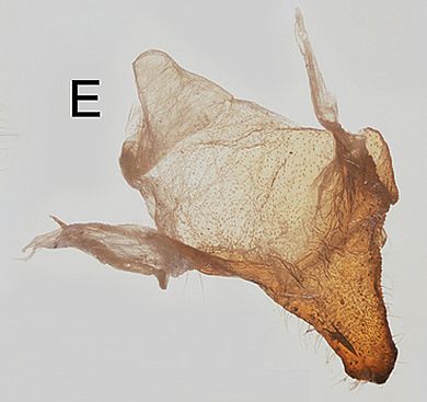 Rondotia melanoleuca -  Sternum A<sub>8</sub>, dorsal view