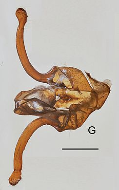 Rondotia melanoleuca - Main genital sclerites of A<sub>9-10</sub> Posterior view