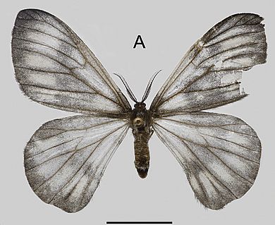 Rondotia melanoleuca -  Männchen