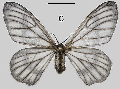 Rondotia melanoleuca - Weibchen