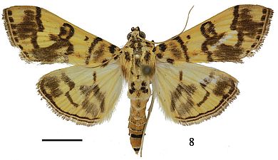 Purpurata directa - Männchen