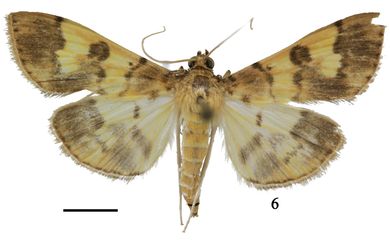 Purpurata obfuscalis - Männchen