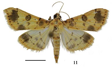 Purpurata plagiatalis - Männchen