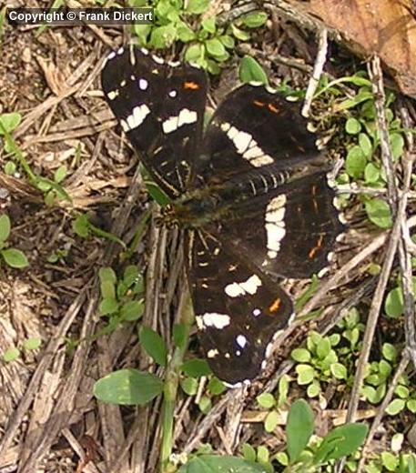 Landkärtchen - Sommerform