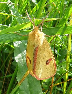 Diacrisia sannio - Männchen