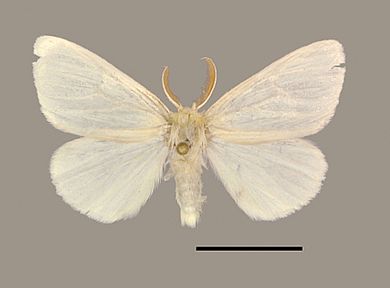 Heteronygmia dissimilis - Männchen