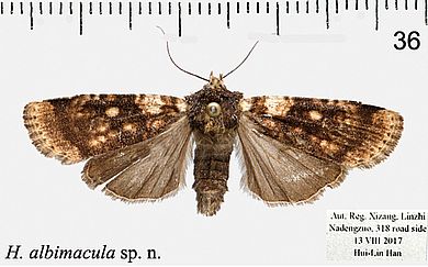 Hermonassa albimacula - Männchen