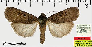 Hermonassa anthracina - Männchen