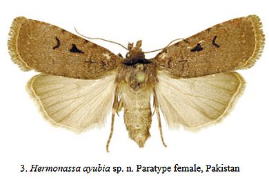 Hermonassa ayubia - Weibchen