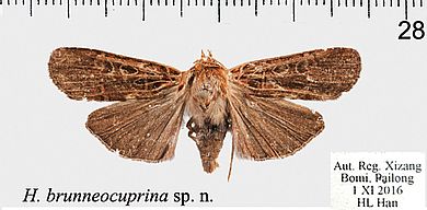 Hermonassa brunneocuprina - Männchen