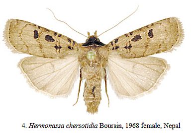 Hermonassa chersotidia - Weibchen