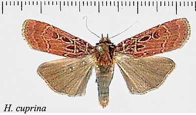 Hermonassa cuprina - Männchen