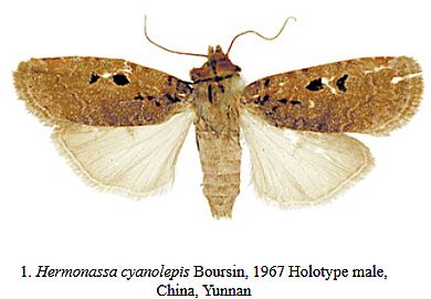 Hermonassa cyanolepis - Männchen