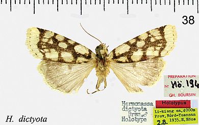 Hermonassa dictyota - Männchen