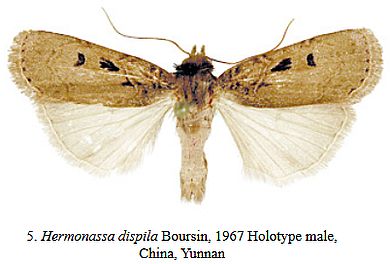 Hermonassa dispila - Männchen