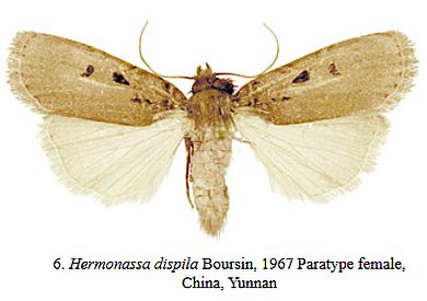 Hermonassa dispila - Weibchen