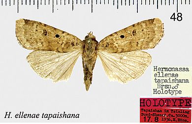 Hermonassa ellenae tapaishana - Männchen