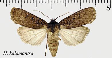 Hermonassa kalamantra - Männchen