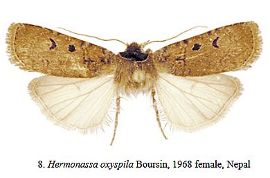 Hermonassa oxyspila - Weibchen