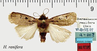 Hermonassa renifera - Männchen