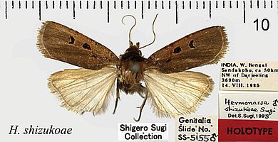 Hermonassa shizukoae - Männchen