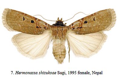 Hermonassa shizukoae - Weibchen