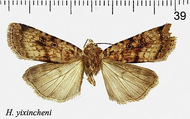 Hermonassa yixincheni - Männchen