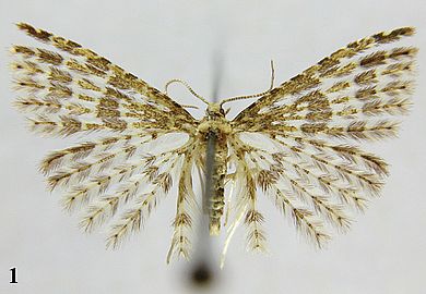 Pterotopteryx eumorphodactyla - Männchen