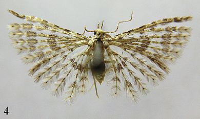 Pterotopteryx eumorphodactyla - Weibchen