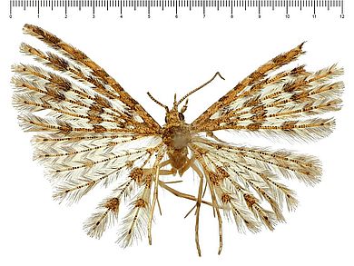 Pterotopteryx spilodesma - Weibchen