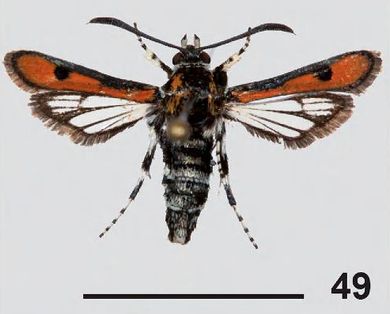 Homogyna sanguipennis - Weibchen