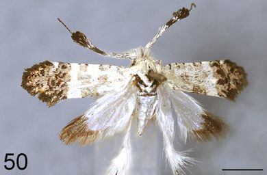 Nemophora alba - Weibchen