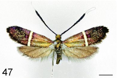 Nemophora aurifera - Weibchen