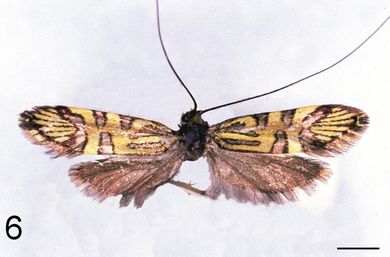 Nemophora augantha - Männchen