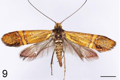 Nemophora aurora - Weibchen