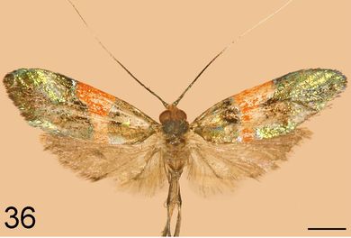 Nemophora decisella - Männchen