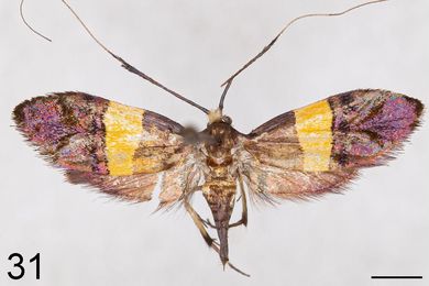 Nemophora chalcoptera - Weibchen