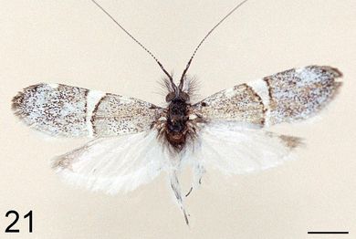 Nemophora chionites - Männchen