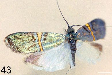 Nemophora chrysoprasias - Männchen