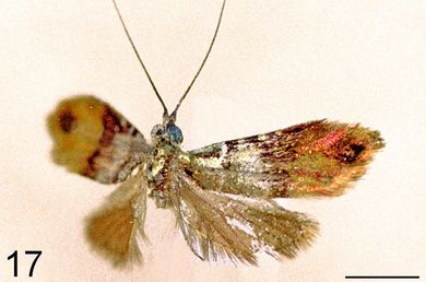 Nemophora cleodoxa - Männchen