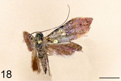 Nemophora cleodoxa - Weibchen