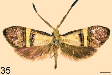 Nemophora decisella - Weibchen