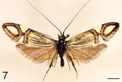 Nemophora fluorites - Männchen