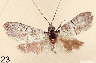 Nemophora ischnodesma - Männchen