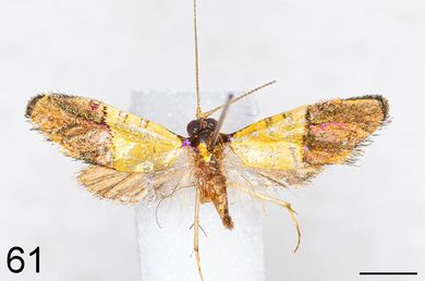 Nemophora kuznetzovi - Männchen