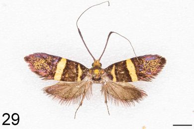 Nemophora melichlorias - Weibchen