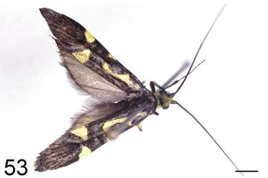 Nemophora meyi - Männchen